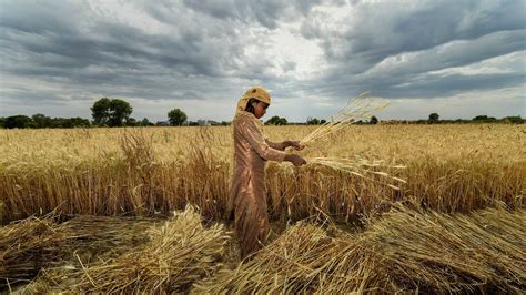 Cold weather likely to help India reap bumper harvest of wheat and ...