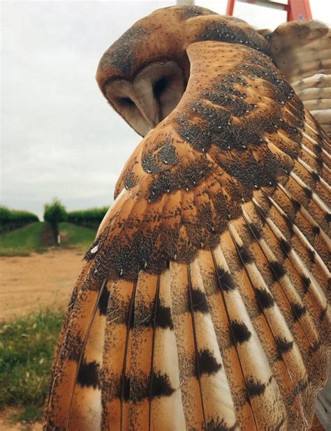 Barn owl displays feathers : pics