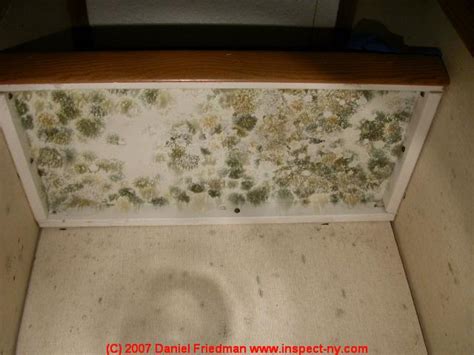 Green mold growth on building surfaces: what does green mold contamination look like on indoor ...