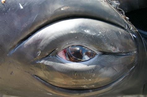 Close-up of Humpback Whale Eye