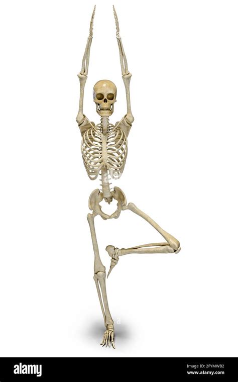 Skeleton in tree yoga pose, illustration Stock Photo - Alamy