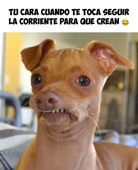 Perro gracioso dientudo Meme #309 – Crea Tu Frase