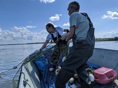 Fishing Regulations On The Kuskokwim: Do They Restrict Yup'ik Culture Or Preserve it?