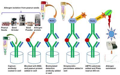 Frontiers | An Improved Enzyme-Linked Immunosorbent Assay (ELISA) Based Protocol Using Seeds for ...