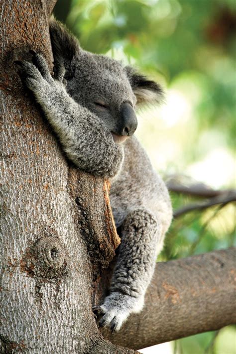 Tree-Hugging Koalas Uncover the Secret to Staying Cool | Animaux ...