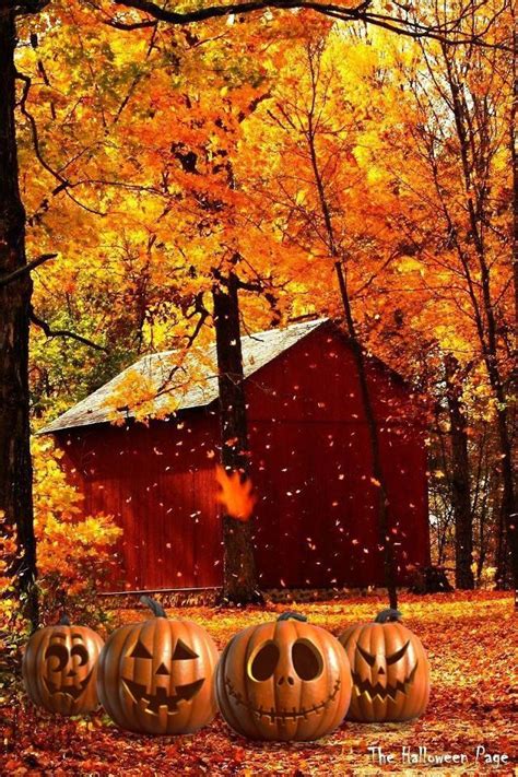 #Autumn scene with pumpkins. Love it! :) https://www.facebook.com/TheHalloweenPage | Autumn ...