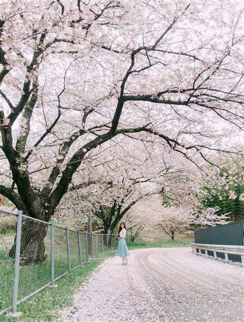 7 Best Cherry Blossom Photoshoot Spots in Kyoto & Nara, Japan — CHYMO ...