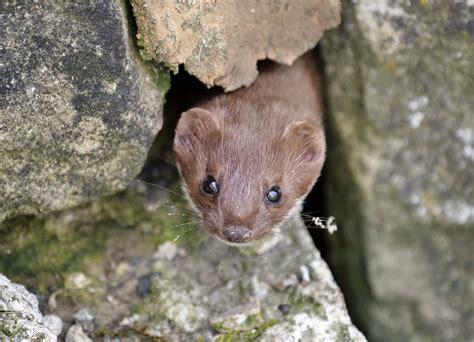 Weasel by Paul Bateson - BirdGuides