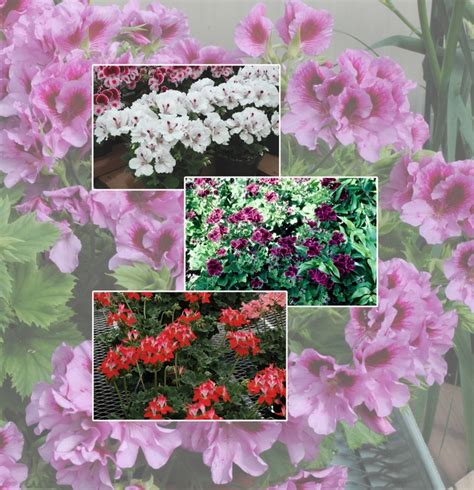 Geranium Varieties | Geranium | Jim Whiting Nursery