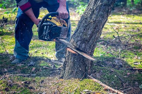 Why Does My Chainsaw Cut Crooked? - Handyman Guides