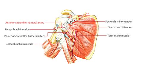 posterior circumflex humeral artery - Captions Couples