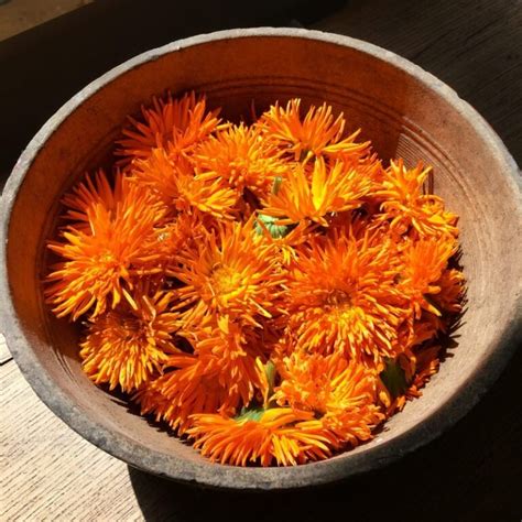 Calendula Flower Meaning: 9 Spiritual Messages