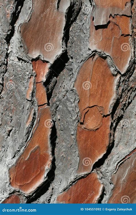 Pine tree bark pattern stock photo. Image of nature - 104551092