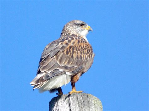 Ferruginous hawk | The Raptor Center