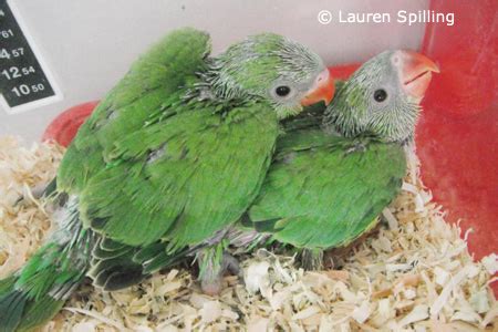 Socializing A Ringneck - INDIANRINGNECK.COM