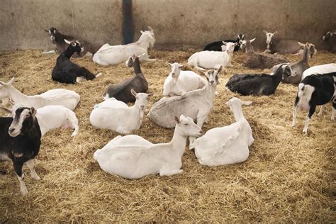 How to Raise Goat Breeding Stock