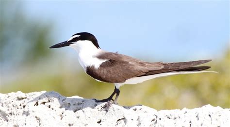 Peterson Cay National Park: Important Bird Area (IBA) | The Bahamas