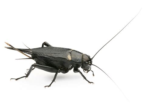 The Pest Advice: How to Get Rid of Black Field Crickets