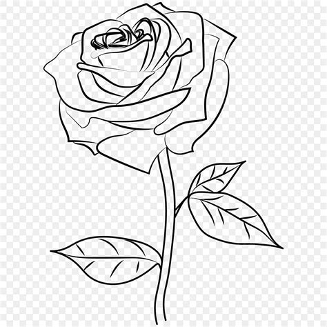 Rose Line Art Transparant, Rose Drawing, Ant Drawing, Spa Drawing PNG ...