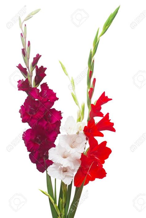 Gladiolus Arrangements and Bouquet Ideas