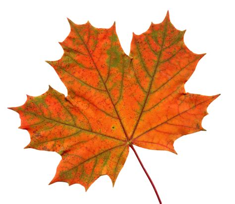 Big Maple Leaf Clip art Red maple - leaves shading png download - 1024* ...