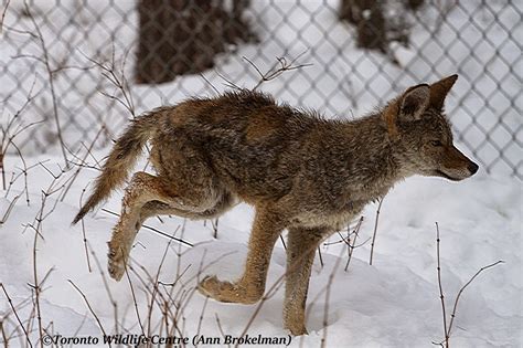 Ann Brokelman Photography: Coyotes with mange after treatment Nov 2014.