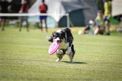 Dog running with frisbee stock image. Image of exercise - 6926583