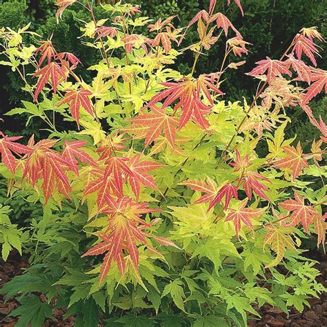 Acer palmatum 'Orange Dream' - Japanese maple | Pruning japanese maples ...