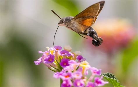 Hummingbird Hawk-moth: Identification, Life Cycle, Facts & Pictures