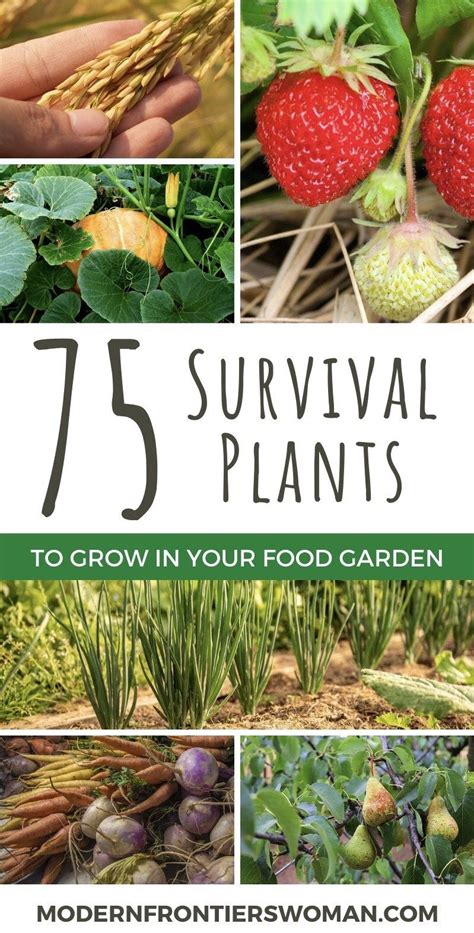 Planning a Survival Garden for Food and Medicine | Modern ...