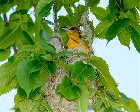 Discover How Orioles Weave Elaborate Nests - Birds and Blooms