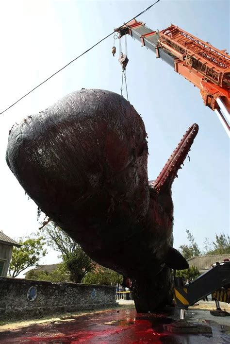 Fifty-tonne whale explodes showering pedestrians and traffic in blood and organs - Daily Star