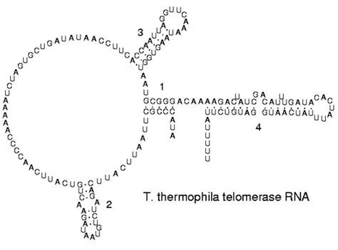 ROSALIND | Glossary | RNA folding