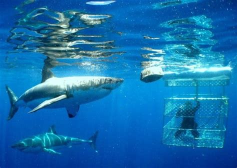 Shark Diving in African Gansbaai - PetTime