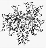 Moss Coloring Page HD Png Download  Transparent Image PNGitem sketch template