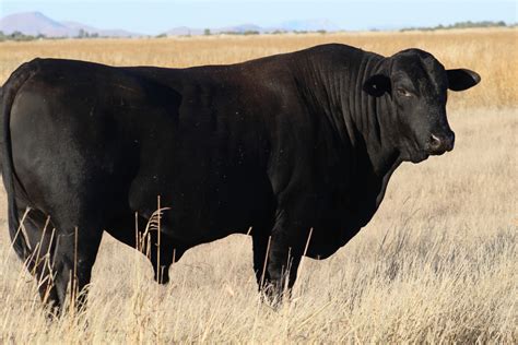 Black Angus Bull by Kim Barry / 500px