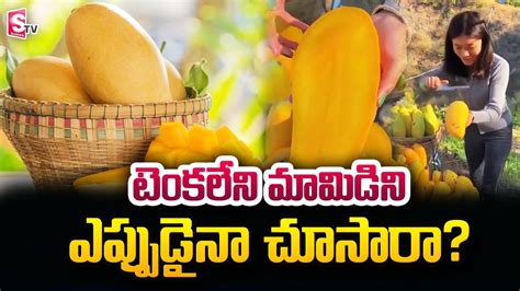 Seedless Variety of Mango | Mango Farming | Mango | SumanTV Telugu - YouTube