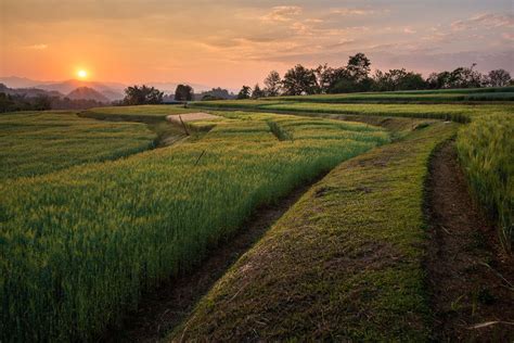 Barley field at sunset by Jakrapong Sombatwattanangkool on 500px #Thailand | Best sunset, Nature ...