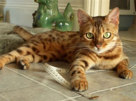 How Big Do Bengal Cats Get? - Bengal Cat Care