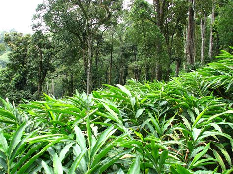 Cardamom Plantation | Saravanakumar Muthusamy | Flickr