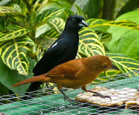 Trinidad & Tobago birds