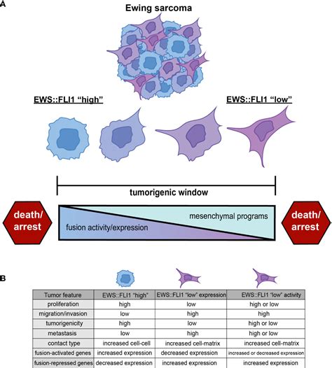 Frontiers | The importance of fusion protein activity in Ewing sarcoma ...