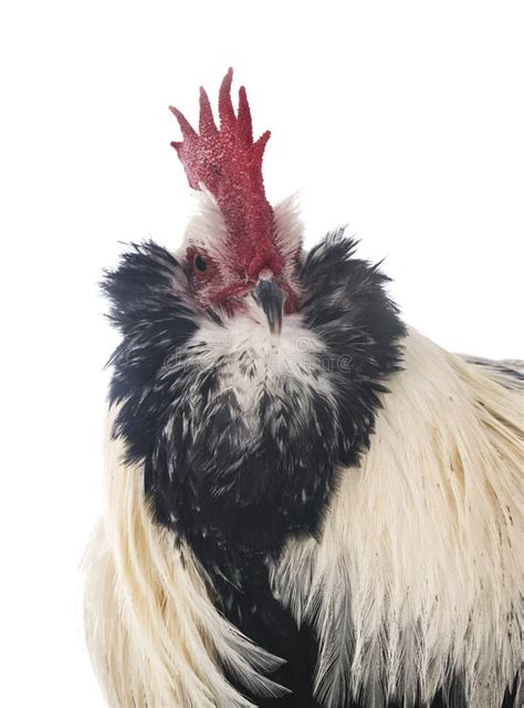 Faverolles Rooster In Studio Stock Image - Image of breed, animal ...