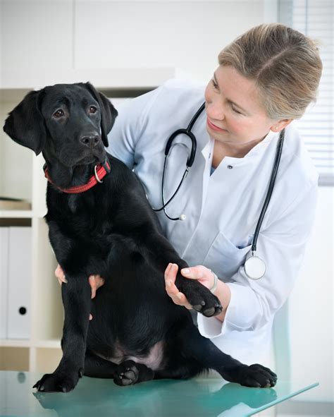 Elbow Dysplasia in Dogs | Symptoms, Causes, Treatment & Prevention