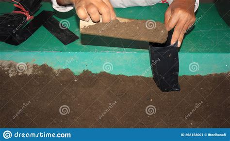 Planting Mangrove Tree Seeds In Polybags Stock Image | CartoonDealer ...