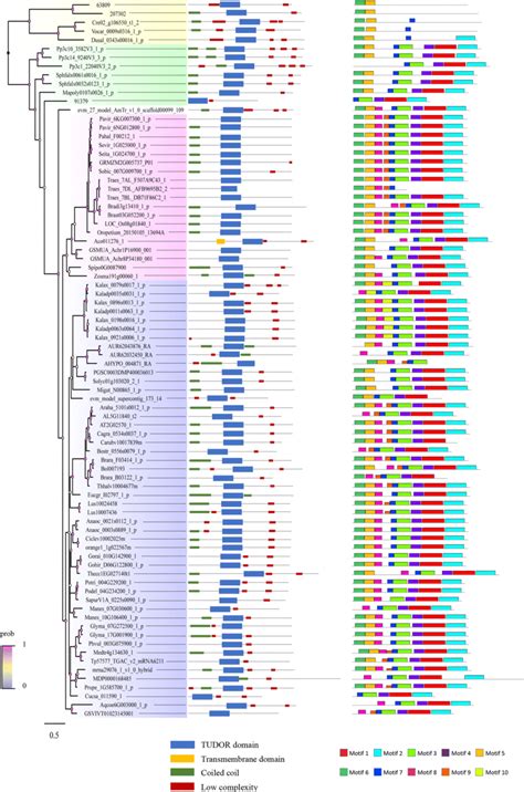 Protein motif analysis of plant SPF30 family. The phylogenetic... | Download Scientific Diagram