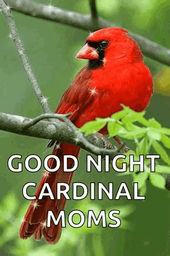 Cardinal Sparkle GIF - Cardinal Sparkle Good Morning - Discover & Share ...