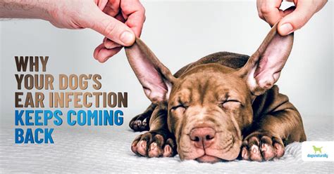 Dog Ear Infection? How To Treat At Home & When To See The Vet - Dogs ...