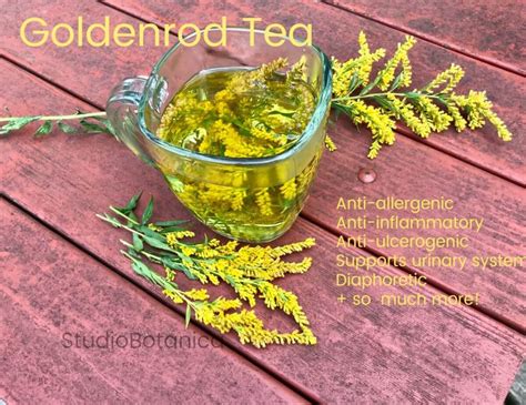 DIY Goldenrod Tea + Benefits - Studio Botanica