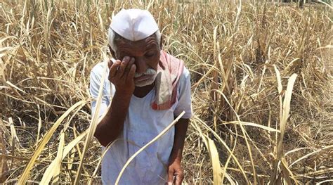 Farmers’ suicides highest in Maharashtra despite loan waiver, reform measures | India News - The ...